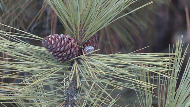 nature-boise-national-forest-pine-cone-jamie-mcdonald-620.jpg 