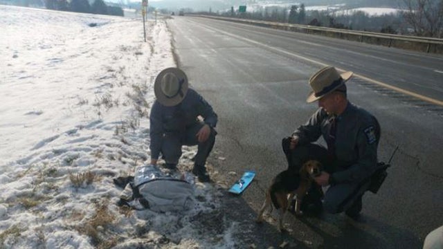 Dogs-Rescued-On-NY-Highway.jpg 