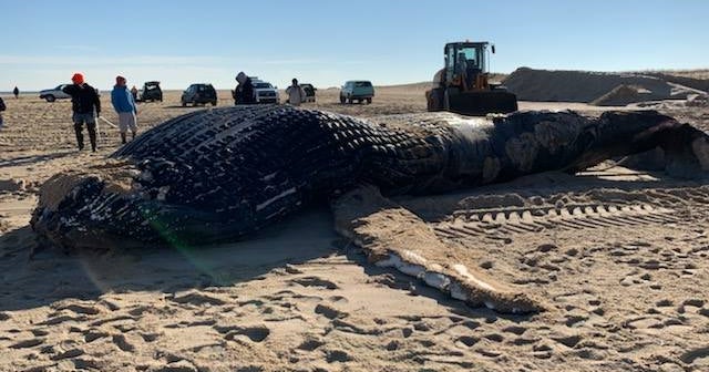Autopsy For Humpback Whale Washed Ashore - CBS Baltimore