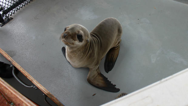 wayward sea lion rescued 
