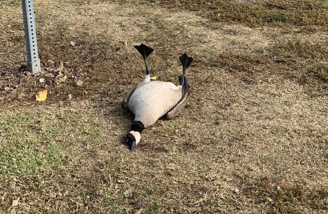 Goose Gull Recovering After Eating Prescription Pills Dumped At Huntington Beach Park CBS Los Angeles