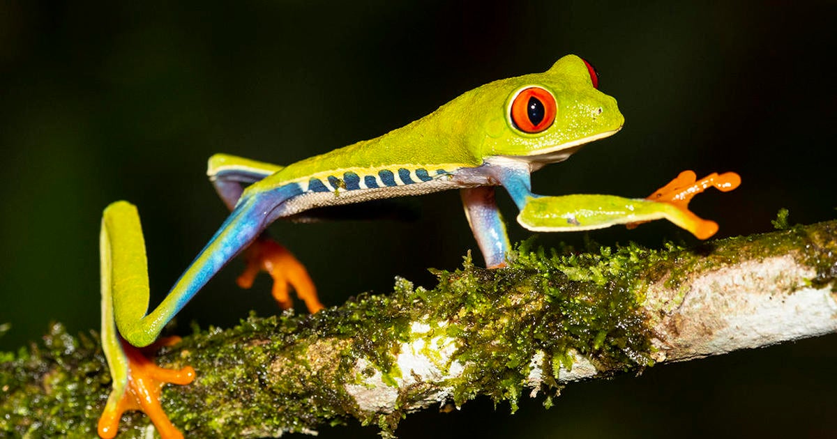 Nature up close: Why can't we all be like Costa Rica? - CBS News