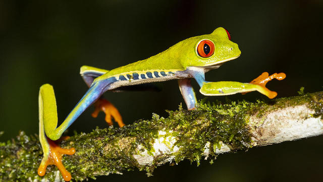 costa-rica-red-eyed-tree-frog-strolling-along-a-small-tree-branch-verne-lehmberg-promo.jpg 