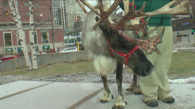 Reindeer.jpg 