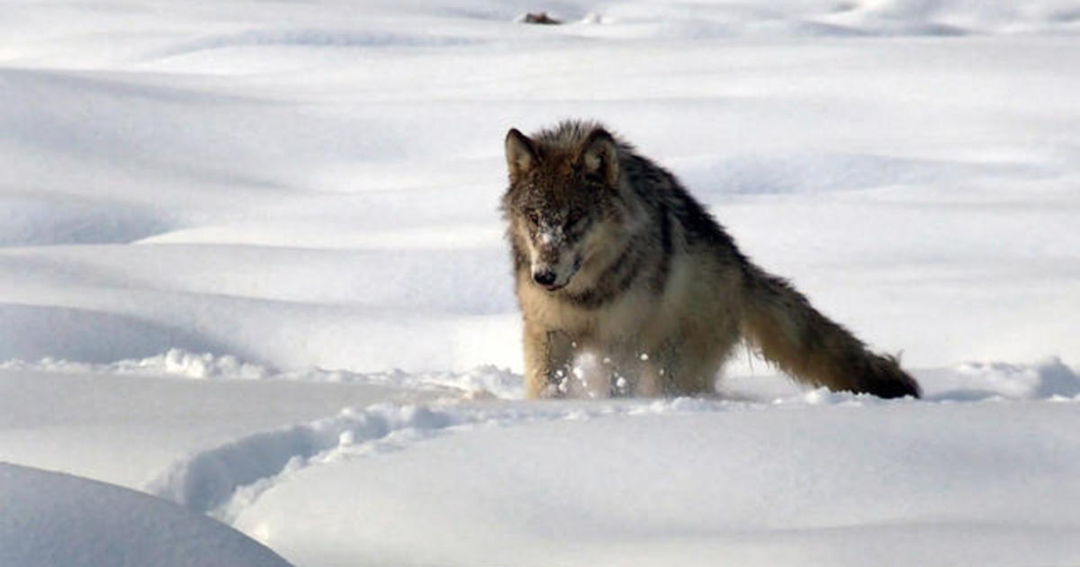 The wolves of Yellowstone: fierce and territorial - CBS News