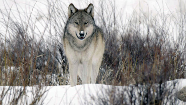 wolfmain-1742804-640x360.jpg 