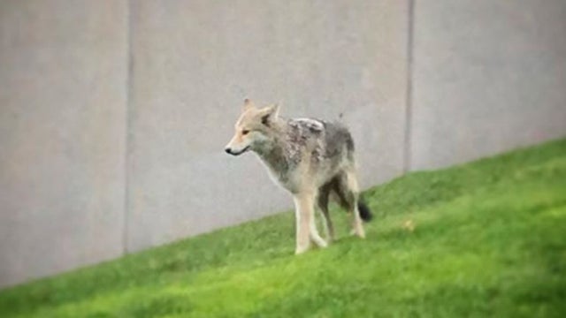 Coyote.jpg 