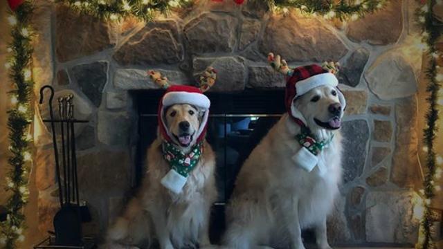 FB-credit-Barbara-Divis-another-pic-of-Duncan-and-Bailey-of-Milford-PA.jpg 