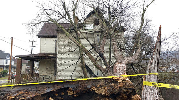 beaver falls tree on house 