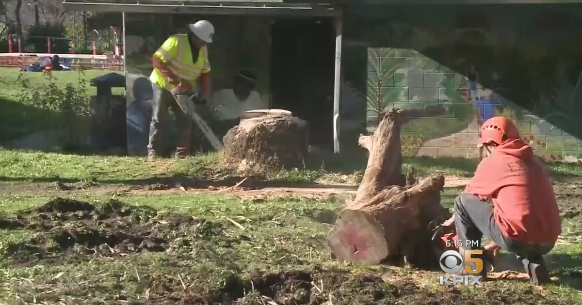 Protesters Suspicious Of UC Berkeley Downing Trees At People's Park ...
