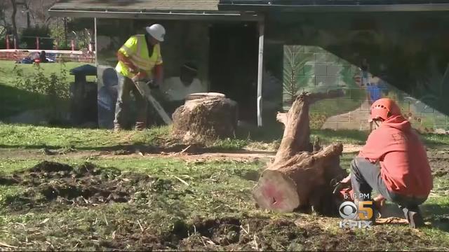 peoples-park-tree-cutting.jpg 