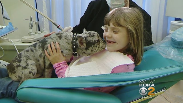 dentist-therapy-dog.jpg 