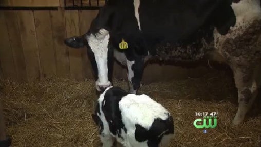 cow-gives-birth.jpg 