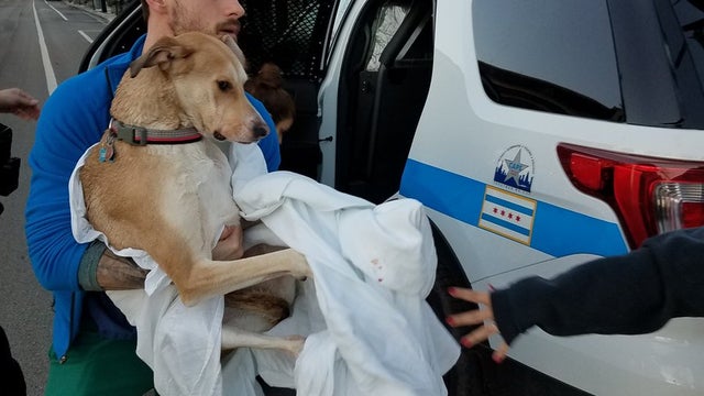 cpd-dog-rescue.jpg 