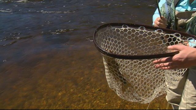 Fly Fishing Popularity On The Rise As More Women Join The Sport - CBS  Colorado