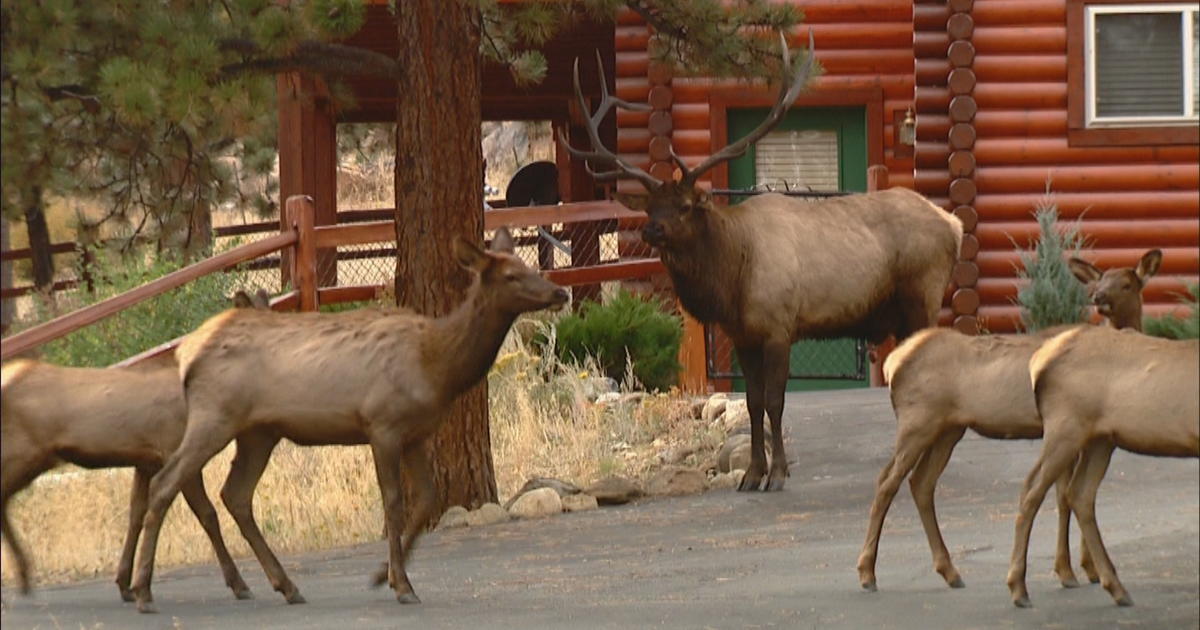 Deer, Elk Herds Get Review From The Air - CBS Colorado