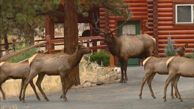 deer &amp; elk population 10pkg_frame_1651 