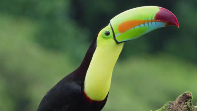 costa-rica-keel-billed-toucan-judy-lehmberg-660.jpg 