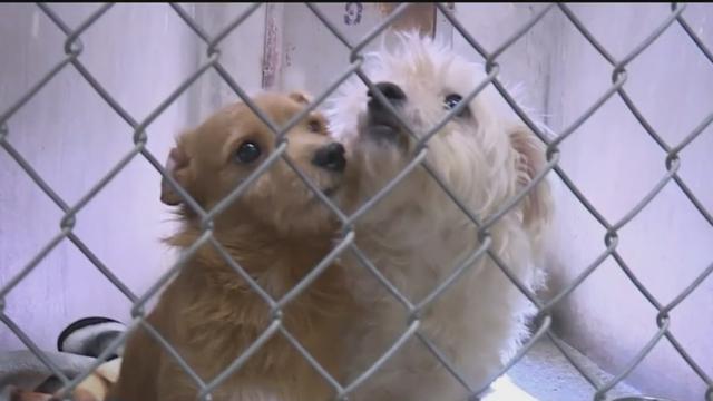 lodi-shelter-puppies.jpg 