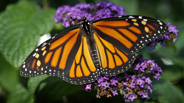 Monarch Butterfly on Flower - Generic 