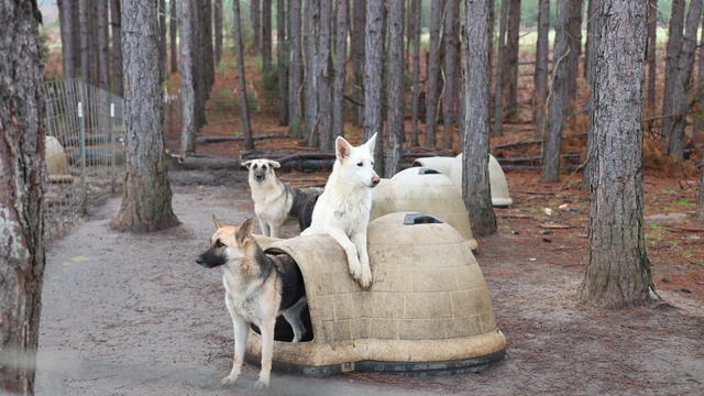 gsd-scene-conditions-2-photo-credit-to-atlanta-humane-society.jpg 