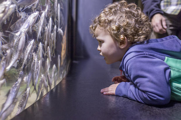 Child looking at Pictus catfish in Amazon 