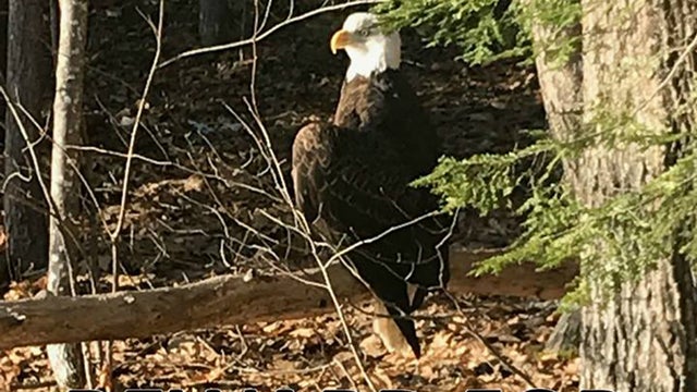 bald-eagle-maine-shot.jpg 