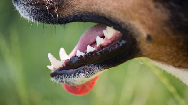 Dog's teeth 