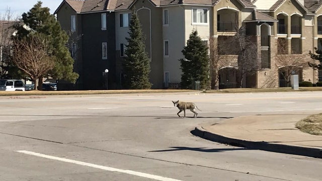 coyote-2_kim-judd-twitter.jpg 