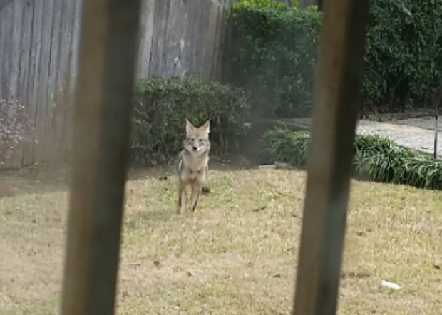 coyote in Fort Worth 