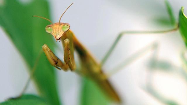 praying-mantis.jpg 