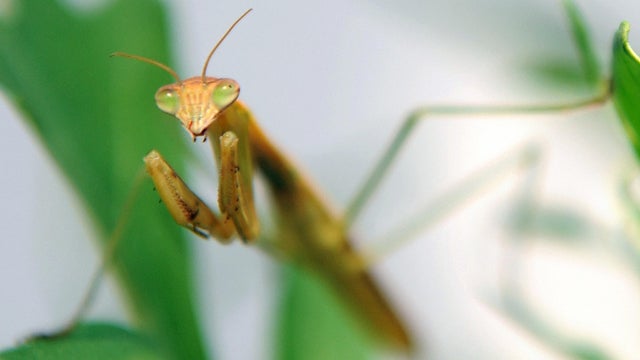 praying-mantis.jpg 