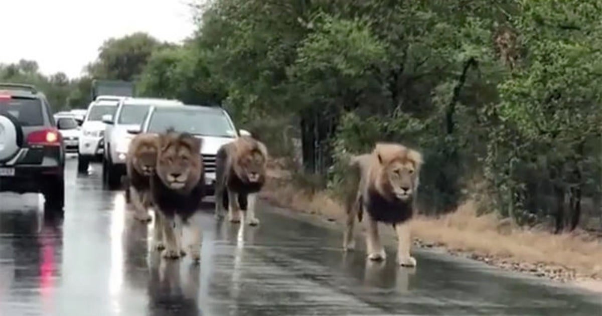 Lions on patrol in South Africa turning heads - CBS News