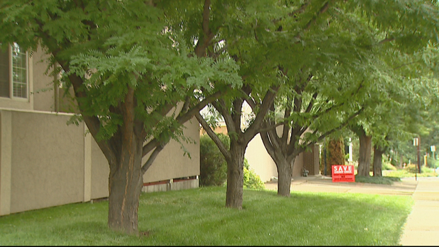 denver-digs-trees-10pkg.transfer_frame_323.png 