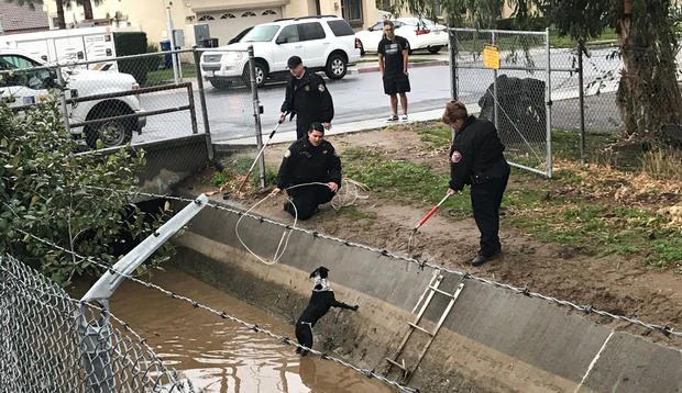 riverside county animal services officers rescue dog from canal-riverside-1-14-19 