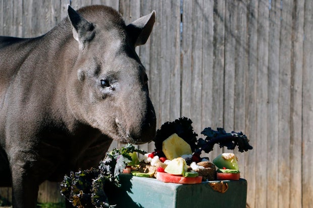 Honeydew the tapir 
