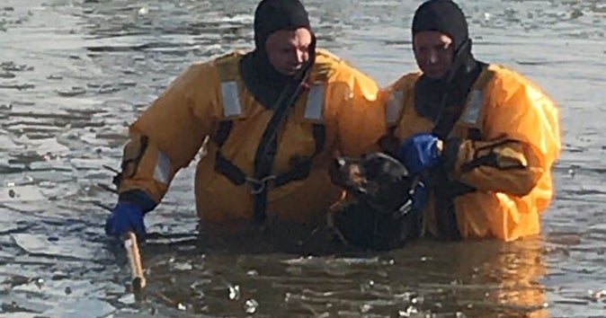 Dog Rescued After Falling Into Icy Pond - CBS Baltimore