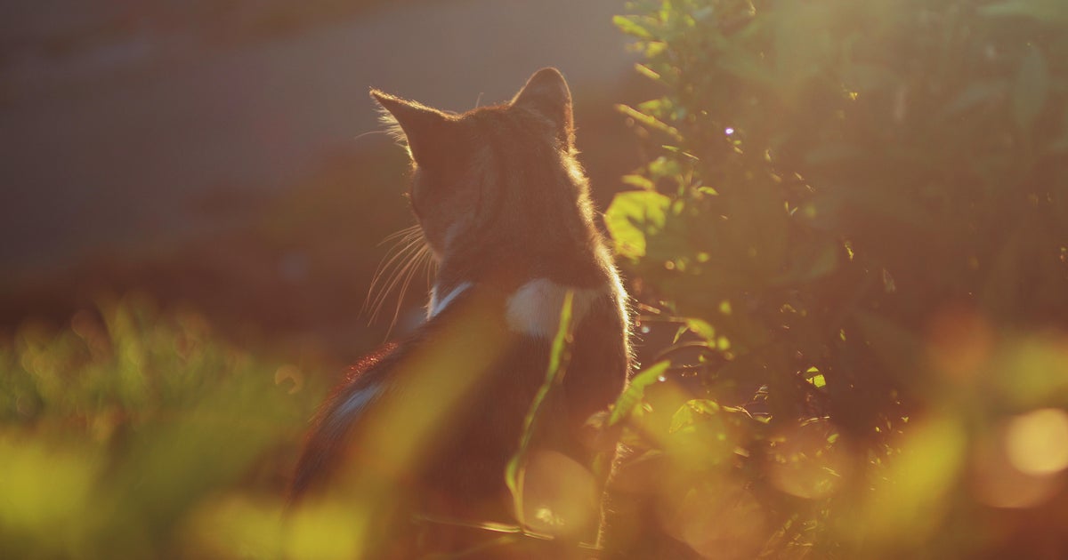 Third cat tests positive for bubonic plague in Wyoming CBS News