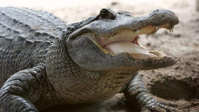 animal-alligator-e1528213492692.jpg 