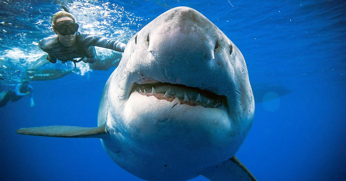 Great white shark Deep Blue, thought to be world's biggest, seen off  Hawaii - CBS News