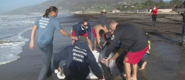 Small Whale Gets Beached In Malibu 