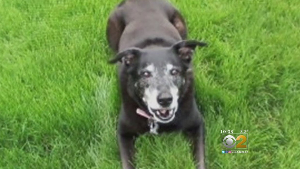 Woman Says Pit Bull That Killed Her Dog Was Not Taken By Animal Control ...