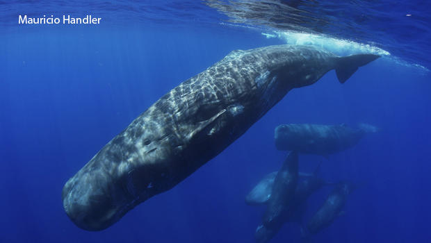 sperm-whale-preparing-to-dive-mauricio-handler-aquaterrafilms-7-620.jpg 
