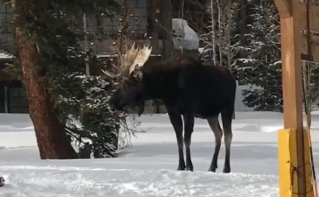 moose at breckenridge 