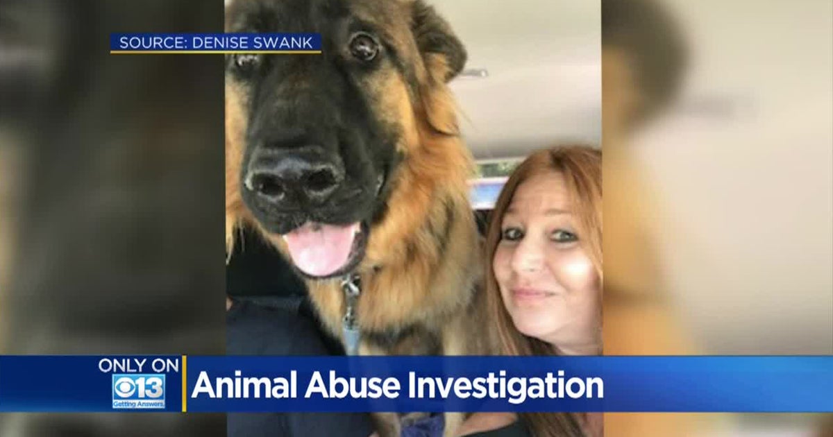 NorCal Dog Trainers Arrested, Face Animal Cruelty Charges After German ...