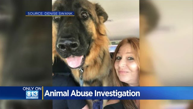 animal-abuse-investigation.jpg 