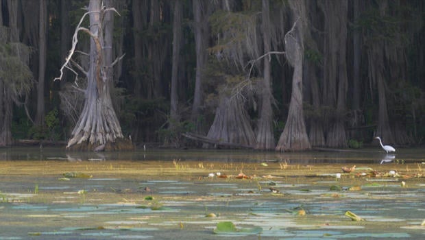 nature-egret-on-caddo-lake-in-east-texas-scot-miller-620.jpg 
