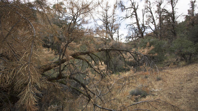 Forest Service Study Shows Over 12 Million Trees In CA's Nat'l Forest Have Died Due To State's Drought 
