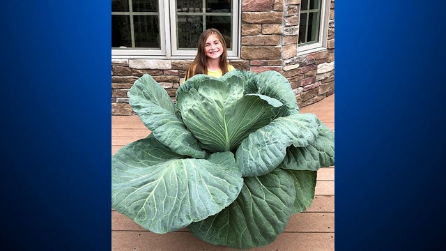 lily-reis-cabbage.jpg 