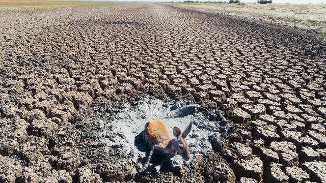 Animals Struggle To Escape From The Dry Bed of Lake Cawndilla 